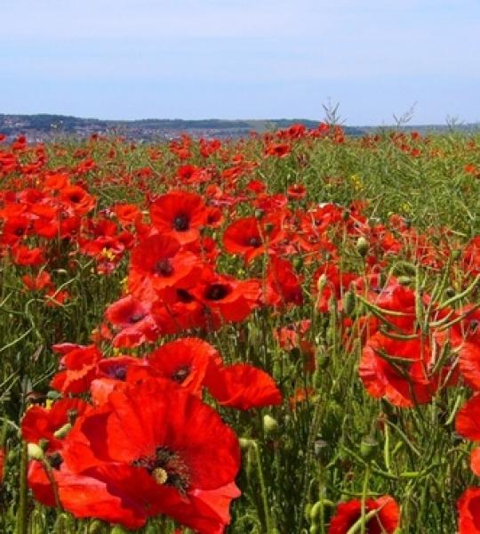 Field of poppies