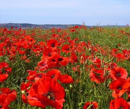 Field of poppies